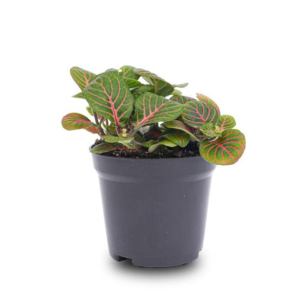 Fittonia Bubble Red - Red and green - Mosaic plant - pot size 8