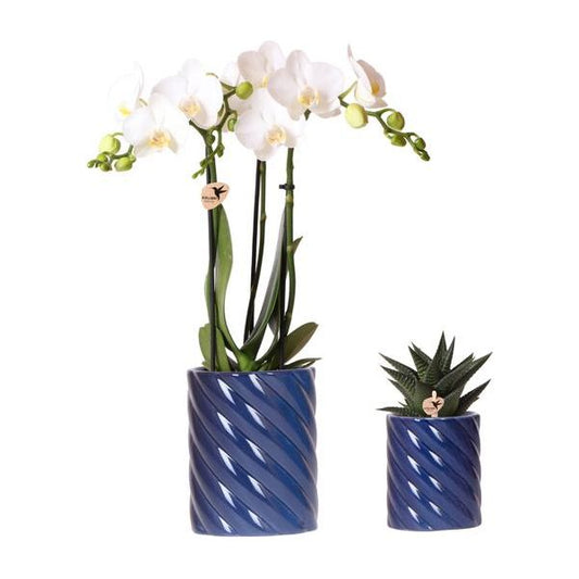 Kolibri Orchids | Set van witte orchidee Amabilis en succulent in Candy sierpotten blauw - potmaat Ø9cm & Ø6cm | bloeiende kamerplant - vers van de kweker