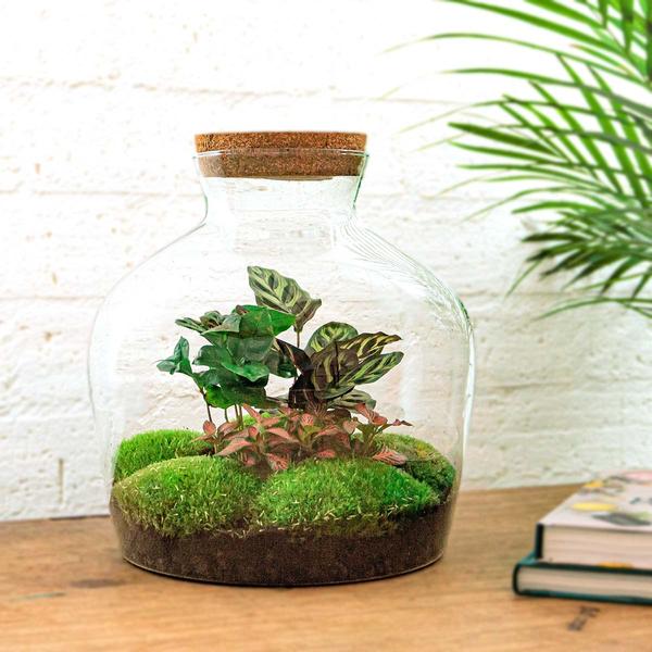 DIY terrarium - Fat Joe Coffea - ↕ 30 cm