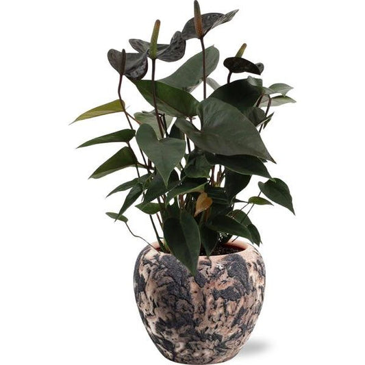 Anthurium Black Love - Ø12cm - ↕36cm + Doug Pot D14x13cm - Zwart Beige