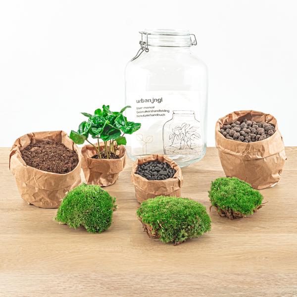 DIY-Terrarium - Glas - Coffea Arabica - ↕ 28 cm - Normales Glas