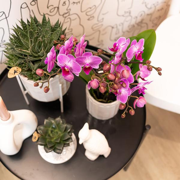 Kolibri-Orchideen | Lila/rosa Phalaenopsis Orchidee - Mineral Vienna - Topfgröße Ø9cm | blühende Zimmerpflanze - frisch vom Züchter