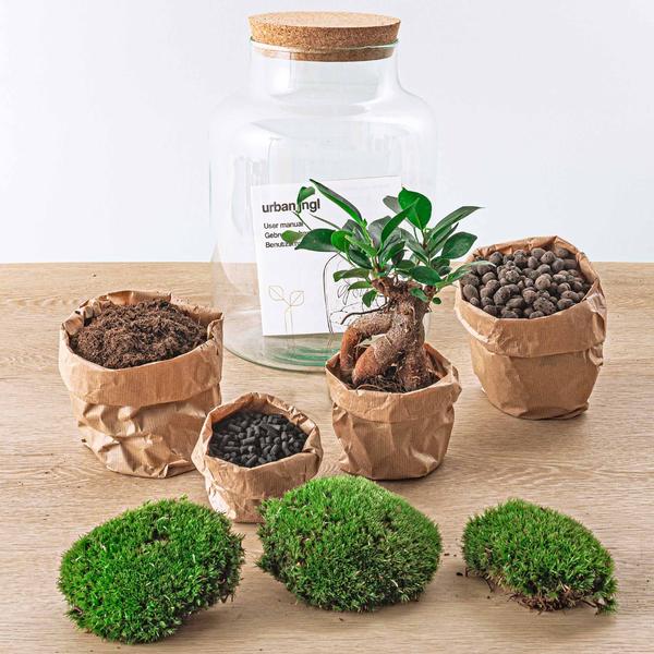 DIY Terrarium - Milky mit Bonsai - ↕ 30 cm - Normal