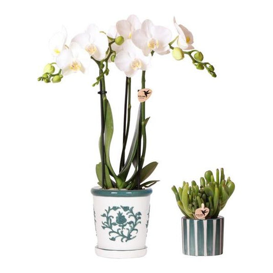 Kolibri Orchids | Set van witte orchidee Amabilis in Malaga pot en succulent in Painted Stripe pot groen - potmaat Ø9cm & Ø6cm | bloeiende kamerplant - vers van de kweker