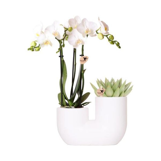 Kolibri Orchids | Set van witte orchidee Amabilis en succulent in Tube sierpot wit - potmaat Ø9cm | bloeiende kamerplant - vers van de kweker