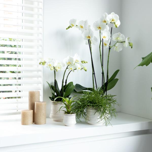 Hummingbird Orchids | White Phalaenopsis orchid pot size - Jewel Ghent - pot size Ø12cm | flowering houseplant - fresh from the grower