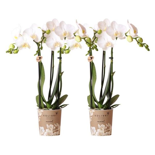 Hummingbird Orchids | white Phalaenopsis orchid - Amabilis - pot size Ø9cm | flowering houseplant - fresh from the grower