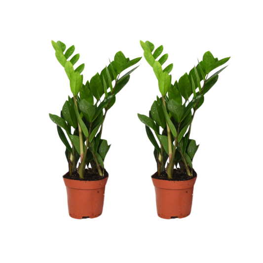 Zamioculcas Zamiifolia - 2 pieces - ø12cm - ↕40cm