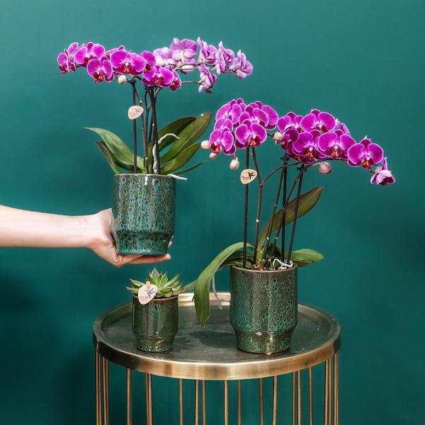 Kolibri-Orchideen | Lila Phalaenopsis Orchidee - Morelia Classy Green - Topfgröße Ø9cm | blühende Zimmerpflanze - frisch vom Züchter