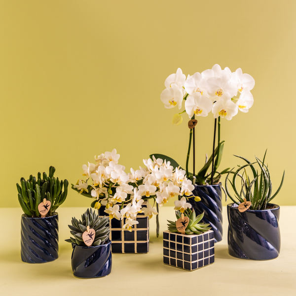 Hummingbird Orchids | Set of white orchid Amabilis and succulent in Candy decorative pots blue - pot size Ø9cm & Ø6cm | flowering houseplant - fresh from the grower