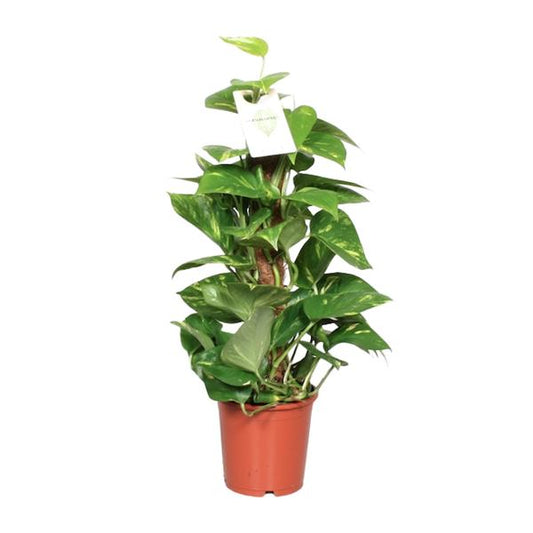 Epipremnum Pinnatum Moosstange 60cm Scindapsus - Ø15cm - ↕60cm