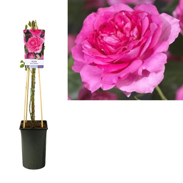 Rosa 'Pink Climber' + leichtes Etikett - Ø17cm - ↕75cm