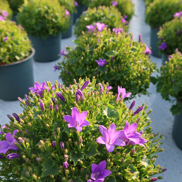 2x Campanula Addenda Ambella Intense purple in Granada decorative pots - pot size 12cm - perennial - winter hardy