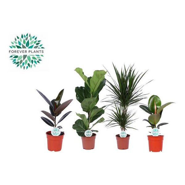 Houseplants Green Mix Lopez - 4 pieces - Ø17cm - ↕55-75cm