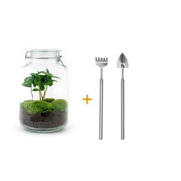 DIY terrarium - Jar - Coffea Arabica - ↕ 28 cm - Normal Jar