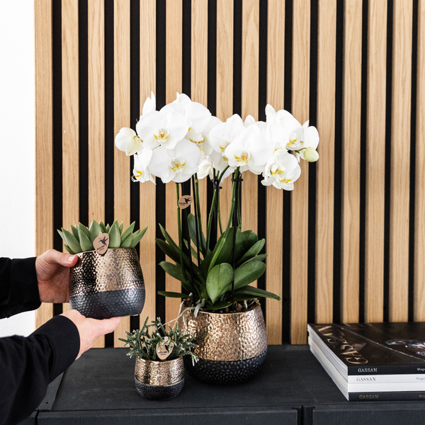 Hummingbird Orchids | COMBI DEAL of 4 white orchids - Ghent - pot size Ø12cm | flowering houseplant - fresh from the grower