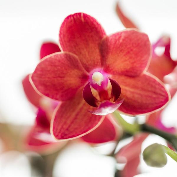 Hummingbird Orchids | Red Phalaenopsis orchid – Congo + Gummy pot travertine – pot size Ø9cm – 40cm high | flowering houseplant in flower pot - fresh from the grower