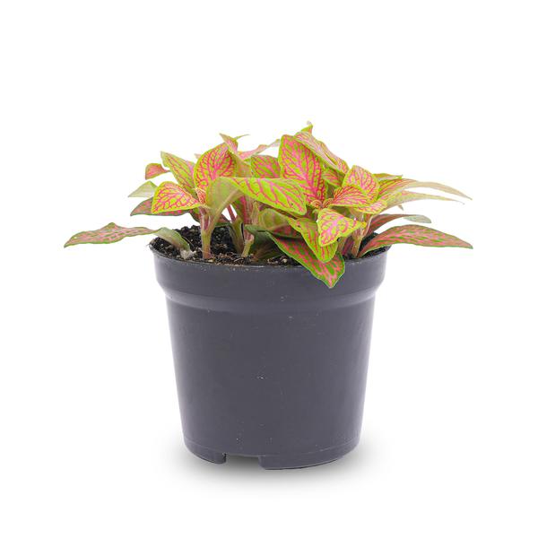 Fittonia Orange - Pink - Ruby Lime - Mosaic plant - Pot size 8