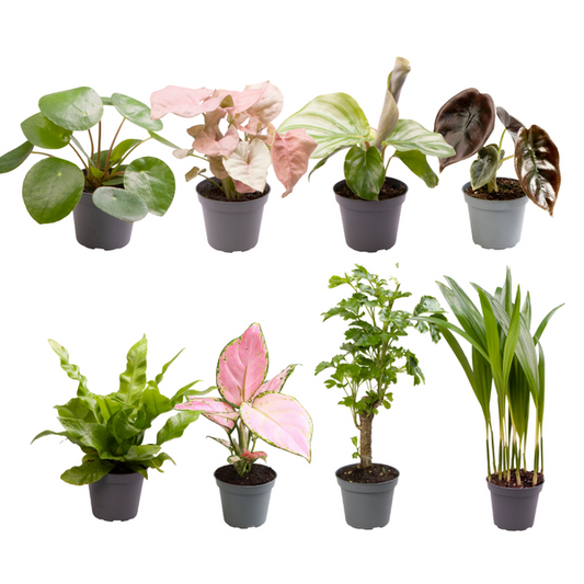 Baby Plants Surprise Box - Ø6cm - ↕12cm - x8