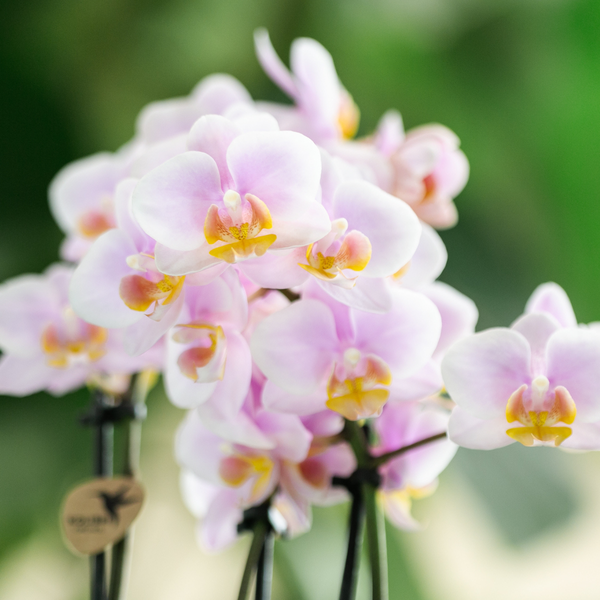 Kolibri-Orchideen | Rosa Phalaenopsis Orchidee – Andorra + Pastelltopf rosa – Topfgröße Ø9cm | blühende Zimmerpflanze - frisch vom Züchter