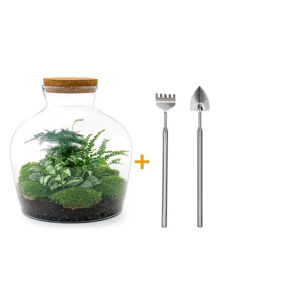 DIY terrarium - Fat Joe Green - ↕ 30 cm