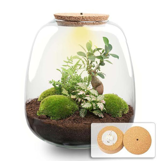 Plant terrarium - Emma - DIY kit - ↑ 25 cm - Ø 23 cm - Bonsai pink + LED