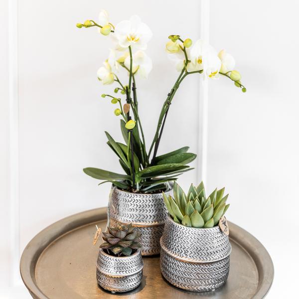 Kolibri Company - Pflanzenset Groove silber | Set mit weißer Phalaenopsis Orchidee Amabilis Ø9cm und Grünpflanze Sukkulente Aloe Brevifolia Ø6cm | inkl. silbernen Dekotöpfen aus Keramik