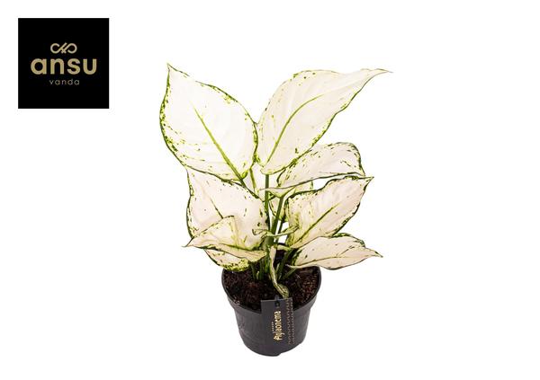 Aglaonema White Joy - Ø12cm - ↕35cm