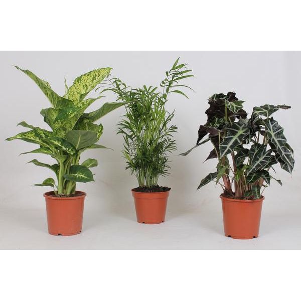 Indoor Plants Mix - 3 pieces - Ø17cm - ↕45-55cm