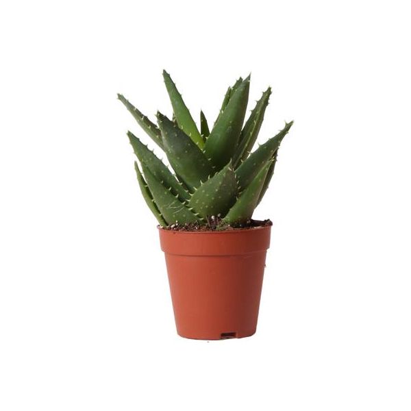 Hummingbird Greens | Green plant - Succulent Aloe Brevifolia - pot size Ø9cm - green houseplant - fresh from the grower