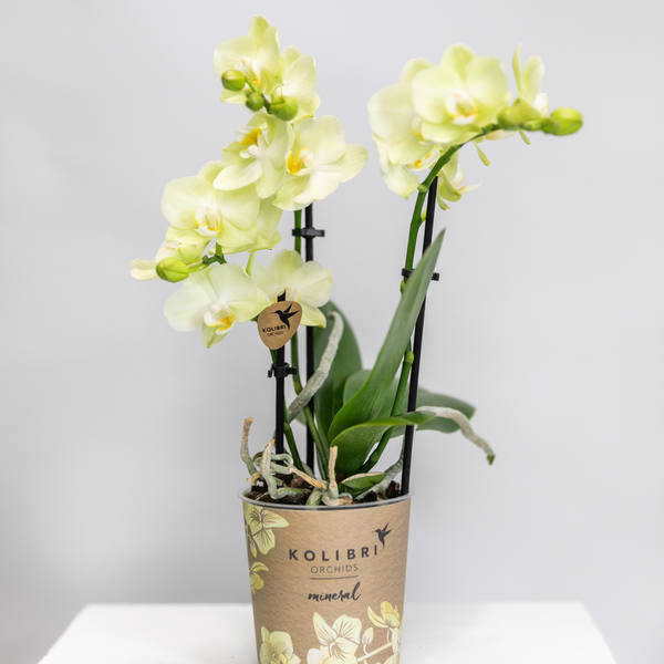 Kolibri Orchids | gele Phalaenopsis orchidee - Mexico - potmaat Ø9cm | bloeiende kamerplant - vers van de kweker