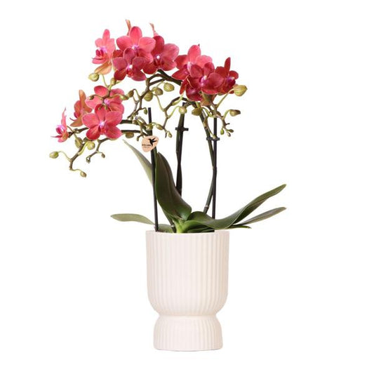 Hummingbird Orchids | red Phalaenopsis orchid - Congo + Diabolo travertine - pot size Ø9cm | flowering houseplant - fresh from the grower