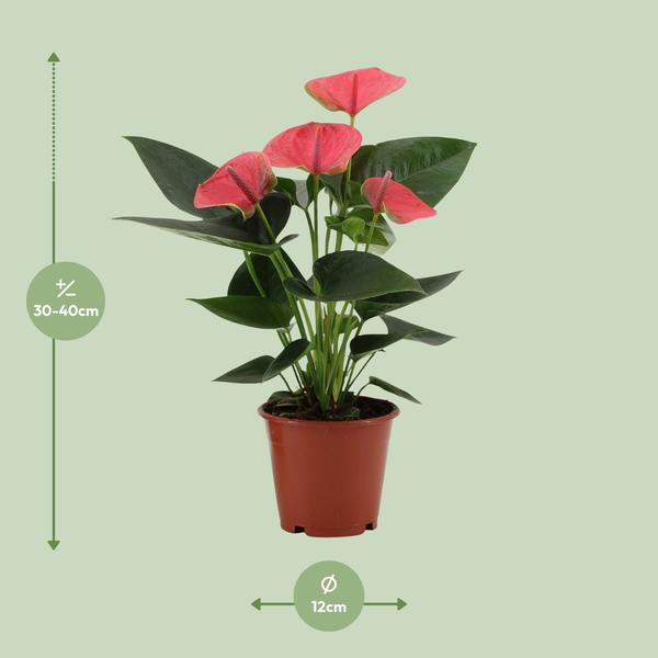 Anthurium Sweet Dream In Transparant Sleeve - Ø12cm - ↕36cm