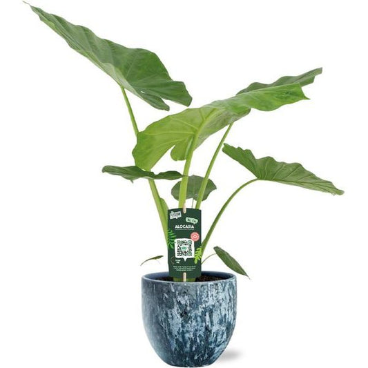 Alocasia Macrorrhiza - Ø19cm - ↕70cm + Sem Pot D20x18cm - Blauw