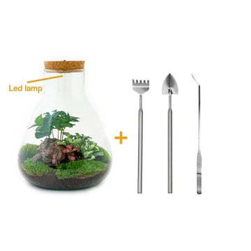 DIY terrarium - Sam Coffea with lamp - ↕ 30 cm