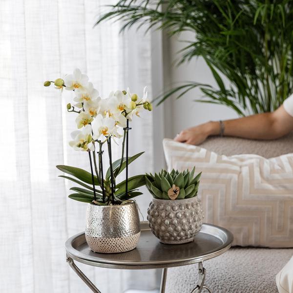 Hummingbird Orchids | white Phalaenopsis orchid - Amabilis + Elite pot silver - pot size Ø9cm - 35cm high | flowering houseplant - fresh from the grower