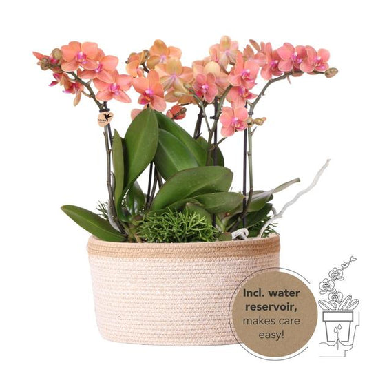 Hummingbird Orchids | orange plant set in Cotton Basket incl. water reservoir | three orange orchids Bolzano 9cm and three green plants | Jungle Bouquet orange with self-sufficient water reservoir