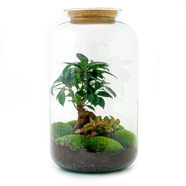 DIY-Terrarium - Sven Bonsai - ↕ 43 cm - Normal