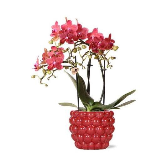 Kolibri-Orchideen | rote Phalaenopsis Orchidee – Congo + Berry Dekotopf – Topfgröße Ø9cm – 40cm hoch | blühende Zimmerpflanze im Blumentopf – frisch vom Züchter