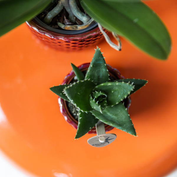 Hummingbird Greens | Green plant - Succulent Aloe Brevifolia - pot size Ø6cm - green houseplant - fresh from the grower