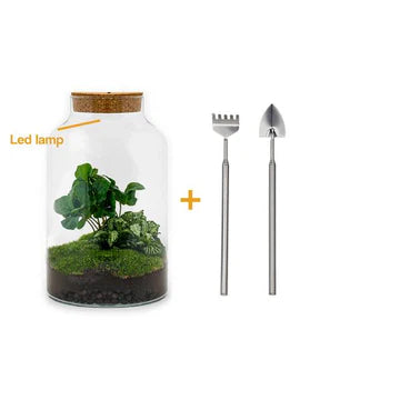 DIY-Terrarium - Milky Coffea mit Lampe - ↕ 31 cm