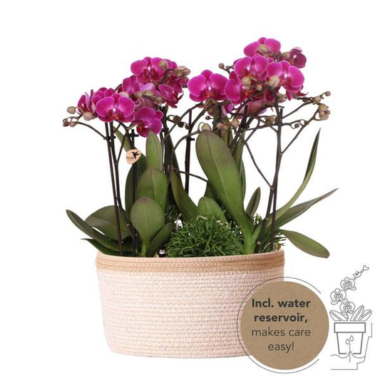 Kolibri Orchids | plantenset in Cotton Basket incl. waterreservoir | drie  orchideeën Morelia 9cm en drie groene planten | Jungle Bouquet met zelfvoorzienend waterreservoir I verschillende varianten