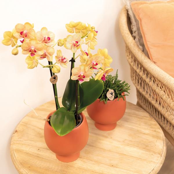 Hummingbird Orchids | orange Phalaenopsis orchid pot size Ø9cm | Jamaica | flowering houseplant - fresh from the grower