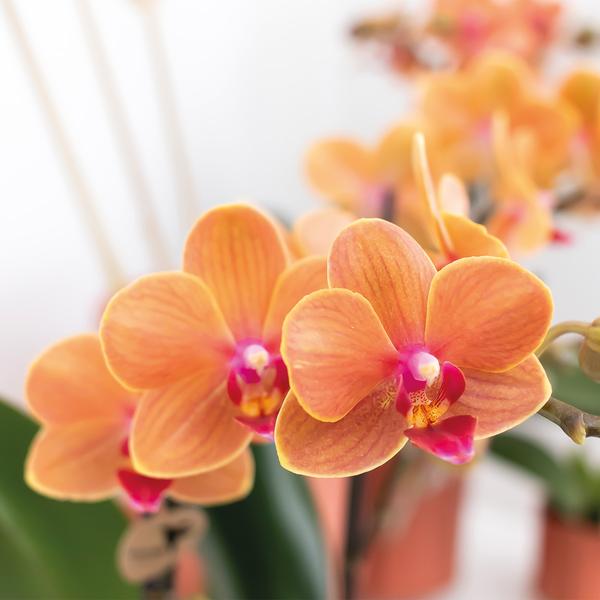 Kolibri-Orchideen | Orange Phalaenopsis Orchidee - Mineral Bolzano - Topfgröße Ø9cm | blühende Zimmerpflanze - frisch vom Züchter