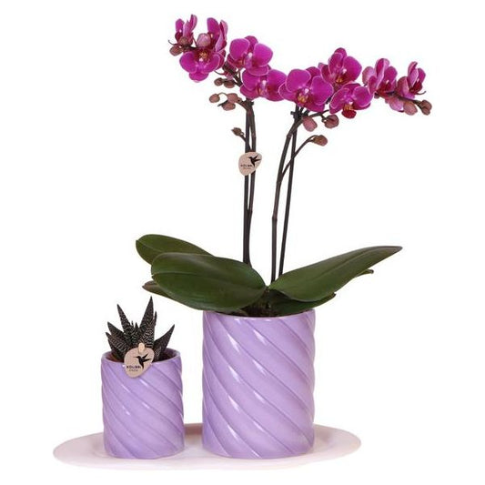 Kolibri-Orchideen | Geschenkset Optimismus klein lila | Grüne Pflanze mit orangefarbener Phalaenopsis-Orchidee in Candy-Dekotöpfen auf weißem Bio-Tablett