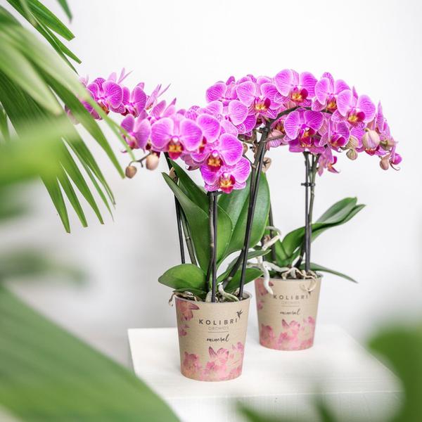 Hummingbird Orchids | Purple/pink Phalaenopsis orchid - Mineral Vienna - pot size Ø9cm | flowering houseplant - fresh from the grower