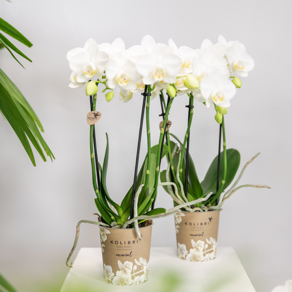 Hummingbird Orchids | white Phalaenopsis orchid - Amabilis - pot size Ø9cm | flowering houseplant - fresh from the grower