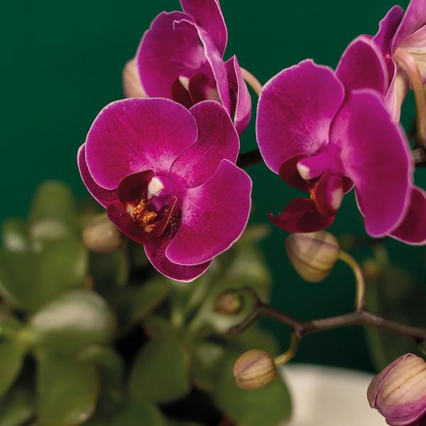 Firma Kolibri | Geschenkset Hotel Chic| Pflanzenset mit lila Phalaenopsis-Orchideen und Sukkulenten inkl. Dekotöpfen aus Keramik