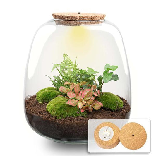 Pflanzenterrarium - Emma - Bausatz - ↑ 25 cm - Ø 23 cm - Hedera Rot + LED