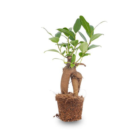 Ficus Ginseng bonsai - Microcarpa - Pot size Ø 6 cm